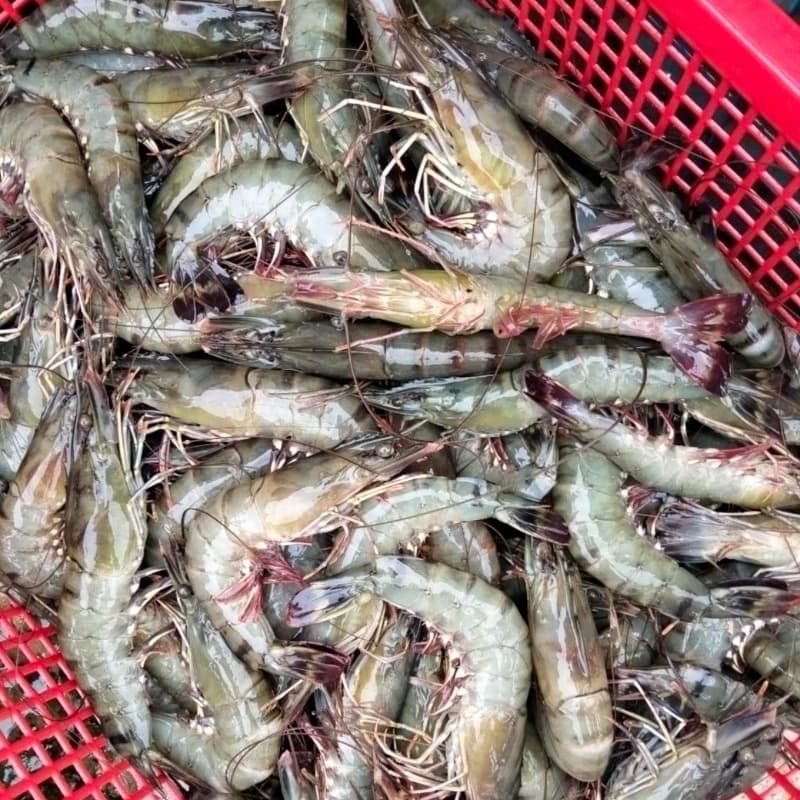 Shrimp - 20 to 25 pcs