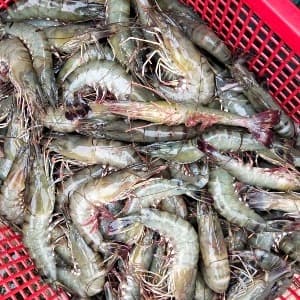 Shrimp - 20 to 25 pcs