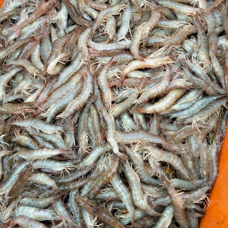 Horina