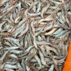 Horina