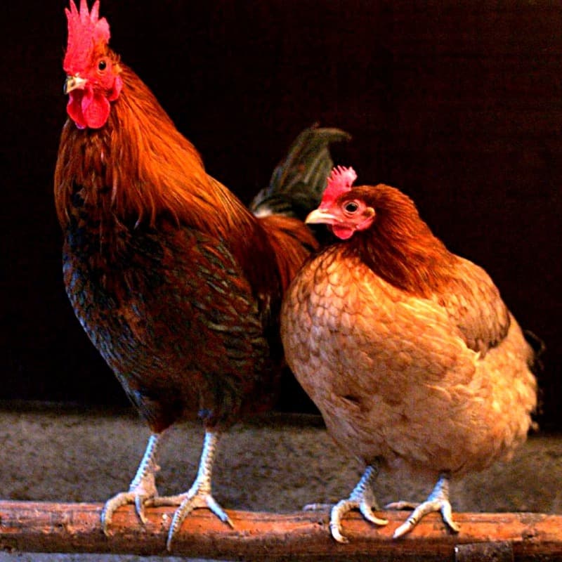 Deshi Chicken