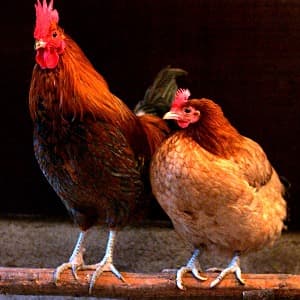 Deshi Chicken