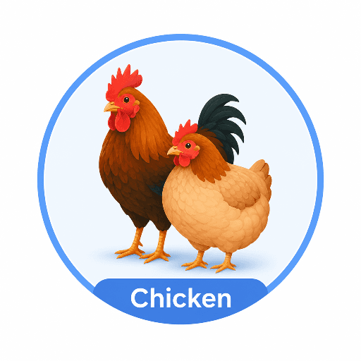 Chicken
